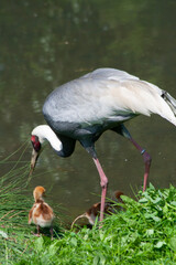 grey crowned crane