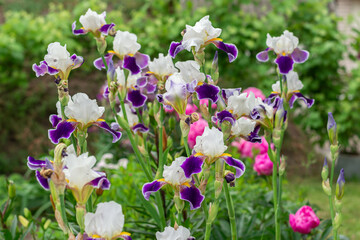Fototapeta premium Iris is a genus of perennial rhizome plants of the Iris family, or Kasatikovy. focus on unopened iris buds.