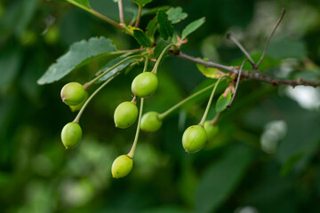 Branch with green cherries. Little young cherry fruit on a bright sunny day. selective focus