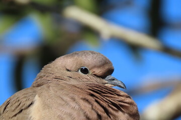 close up of a pigeon