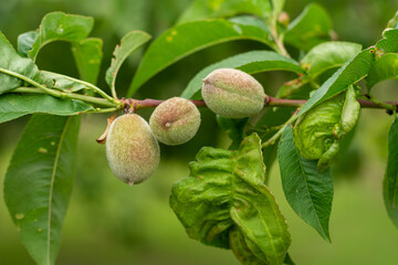 unripe green apricot fruits hang on an apricot tree. selective focus.