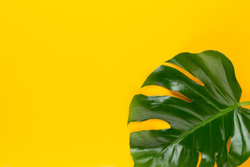 Fototapeta na wymiar Tropical Jungle Leaf, Monstera, resting on flat surface, on yellow background.