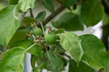 apple - the juicy fruit of the apple tree, which is eaten fresh, serves as a raw material in cooking and for preparing drinks. green ovaries of home apples beginning to form on the apple tree.