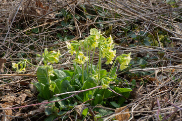 Fototapeta premium Wild cowslip or primrose growing between dry leaves and twigs in the forest, Primula veris