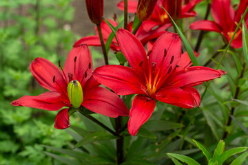 blooming tiger lily flowers. red petals. selective focus