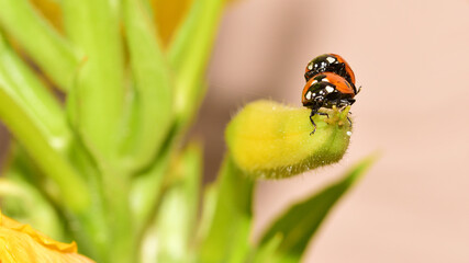 Marienkäfer, Coccinellidae, Käfer, Paarung, Insekt, Tier, Natur, Makro