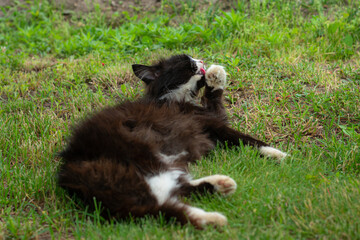 black domestic cat lies lazily in the yard on the grass and brushes, licks its paw