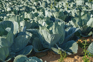 Fototapeta na wymiar Organic white cabbage growing in a field