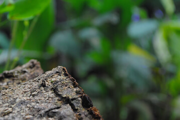 Tree trunk close-up in the forest - web banner