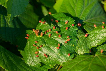 apricot tree leaves. galls of red color in the form of vertical bags, the site of infection from a bite of a linden gall mite