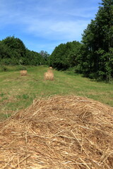 Haystacks in arable fields. Village on a sunny summer day. Round hay bales.