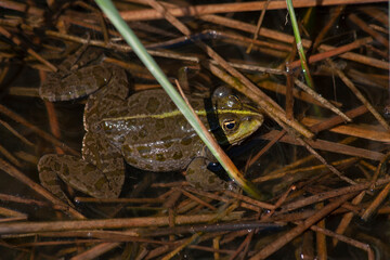 
wild frog in the pond