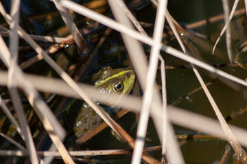 
wild frog in the pond