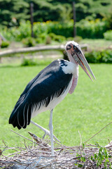 pelican in the grass