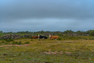 Landscape of Gotland island. Swedish countryside.