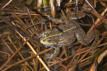
wild frog in the pond