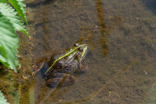 
wild frog in the pond