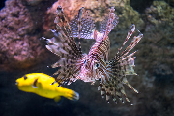 Naklejka na ściany i meble Red lionfish, predatory scorpion fish that lives on coral reefs of the Indo-Pacific Ocean and more recently in the western Atlantic, swimming among rocks, invasive species 