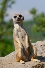 meerkat on the lookout at rock in nature 