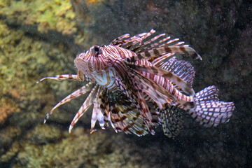 Red lionfish, predatory scorpion fish that lives on coral reefs of the Indo-Pacific Ocean and more recently in the western Atlantic, swimming among rocks, invasive species 