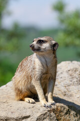 meerkat on the lookout at rock in nature 