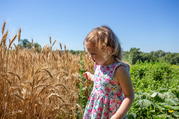 Little blonde girl looking at a wheat field in the summertime