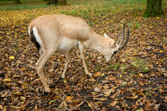Kropfgazelle (Gazella subgutturosa) Gazellenart
