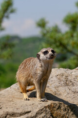 Fototapeta premium meerkat on the lookout at rock in nature 