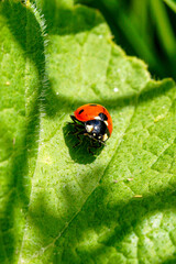 Fototapeta premium Ladybug on a plate, looking for food