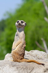 
wild meerkat on a guard on a stone with a blurred background