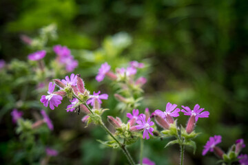 Summer field with purple wild flowers in cloudy and rainy day, the Netherlands.