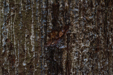 Woody dried resin on pine bark. selective focus