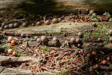 Woody Lykogala, or Lycogala epidendrum - a type of mucus that is part of the genus of the lycoglass of the Tubiferaceae family. Mushrooms grow on old dry tree stumps. selective focus
