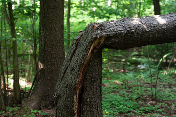 conifer tree trunk broken in half. a consequence of a natural phenomenon, a storm. Forest destruction.