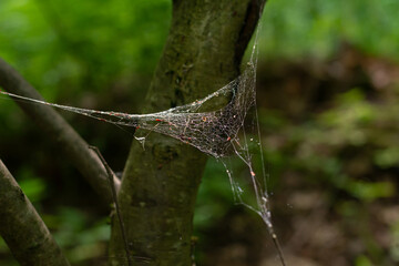 Morning, shining in the sun spiderweb, which fell into small mote from trees and plants in the forest