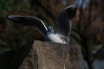 
white pigeon waving wings