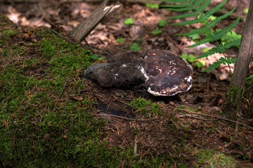 The real fungus or Fomes fomentarius is a widespread fungus-fungus, a parasite. saprophyte, causes white rot. It grows on a tree, parasitizes and destroys it from the inside. selective focus
