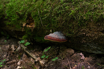 Bordered tinder fungus or Fomitopsis pinicola - a fairly common fungus tinder fungus, saprophyte. It grows on a tree, parasitizes and destroys it from the inside. selective focus