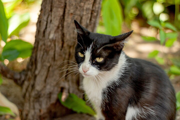 Black and white cat with a pink nose sits under a tree in the garden.