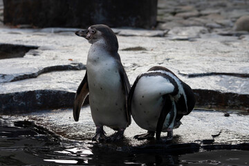
group of wild penguins on the rocks in winter