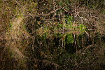 Rough dry plant branches with reflection in water 