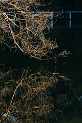 Dry branches reflection in lake water with dark background 