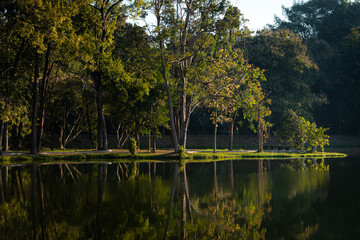 reflection green forest park in the morning 