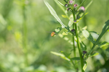 Outdoor blooming pink flowers Tagetes and bees，Hemistepta lyrata (Bunge) Bunge