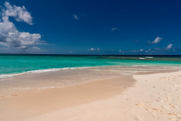 tropical beach with palm trees