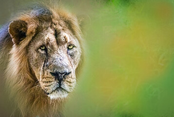 portrait of a male lion