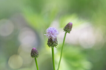 Outdoor blooming pink flowers Elecampane，Hemistepta lyrata (Bunge) Bunge
