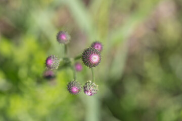 Outdoor blooming pink flowers Elecampane，Hemistepta lyrata (Bunge) Bunge
