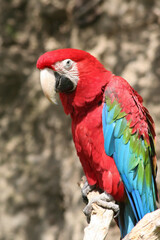 
wild red macaw macaw with colored feathers