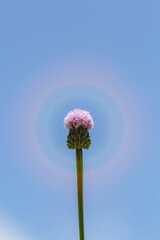 Outdoor blooming pink flowers Elecampane，Hemistepta lyrata (Bunge) Bunge

